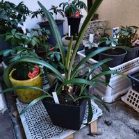 アマリリス,ヒイロサンジコ,ヒッペアストルム・ストリアタム,ヒッペアストルム・ストリアタム,観葉植物の画像