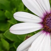 オステオスペルマム,ホワイト,大好きな花,シルエット❤︎,風の中の画像