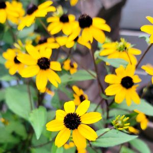 地植え,かわいいな♡,お花好き,すてき…♡,自己流ガーデニングの画像