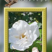 白い花,花のある暮らし,北海道,美しい花,幸せを呼ぶフクロウ祭りの画像