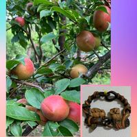 アジサイ,スモモ,ヒマワリ,梅花藻,バイカモの画像