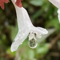アベリア,お出かけ先にて,宝石の雫の画像