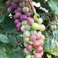 マユミ,ブドウ,ガマの穂の画像