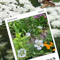 花のある暮らし,北海道,美しい花,幸せを呼ぶフクロウ祭り,フクロウ祭の画像