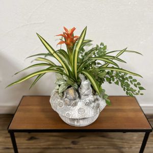 グズマニア,フィットニア,ペラエア・ロツンディフォリア,寄せ植え,観葉植物の画像