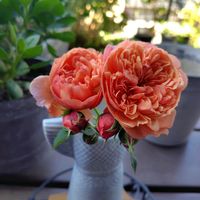 バラ,薔薇,シルクロード,ガーデニング,ナチュラルガーデンの画像