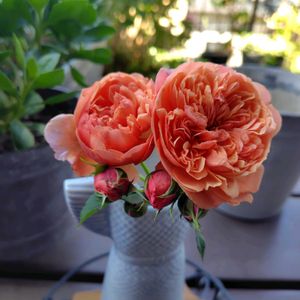 バラ,薔薇,シルクロード,ガーデニング,ナチュラルガーデンの画像