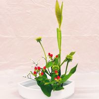 ヒペリカム,ヒペリカム,アワ,アワ,アワの画像