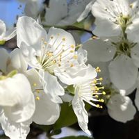 スモモ,プラム,今日のお花,白い水曜日♡の画像