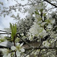 スモモ,スモモ,花が好き, カサブランカ,今日のお花の画像