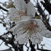 スモモ,ソルダムの花,スモモのお花,ベニスモモの花,ベニスモモの葉の画像