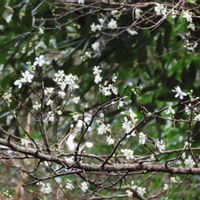 スモモ,スモモ,李 (すもも),スモモの青い実,今日のお花の画像