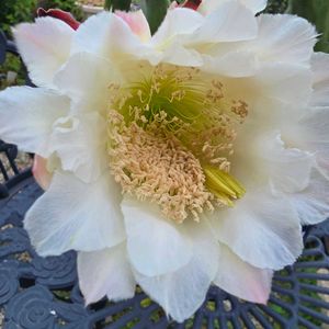 サボテン,花のある暮らし,放置栽培,チーム愛知,チーム宮崎の画像