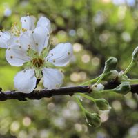 スモモ,李 (すもも),ヒメヒラタアブ,今日のお花,里山大好き協会の画像