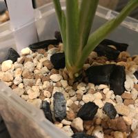 アグラオネマの画像