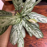 アグラオネマの画像