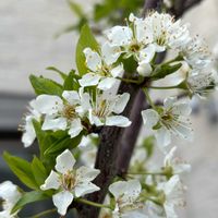 スモモ,プラム,花のある暮らし,今日のお花,がんばろう熊本！の画像