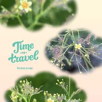 スモークツリー,スモークツリー,鉢植え,ふわふわ,癒しの画像
