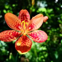 ブラックベリー,ムラサキゴテン,ヒオウギアヤメ,庭の花,今日の庭からの画像