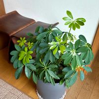 シェフレラ,シェフレラ(ホンコンカポック),カポック(シェフレラ),観葉植物,鉢植えの画像