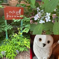 オカトラノオ,スモークツリー,山紫陽花,ノリウツギ,GSのみなさんに感謝♡の画像