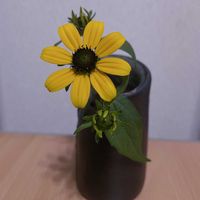 ルドベキア,一輪挿し,信楽焼,iPhone撮影,asingleflowervaseの画像
