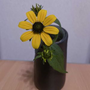 ルドベキア,一輪挿し,信楽焼,iPhone撮影,asingleflowervaseの画像