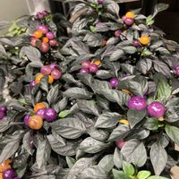 観賞用トウガラシ,オニキス マジックオレンジ,綺麗✨,花ぶら散歩,スーパーマーケットの花売り場の画像