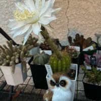 フクロウ祭り,棚,ベランダの画像