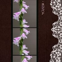 ネジバナ,庭の花,花のある暮らし,小庭,今日のお花の画像