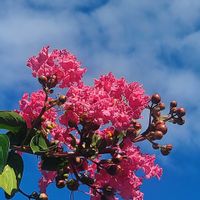 サルスベリ,ナデシコ,バラ,フェンネル,モミジアオイの画像