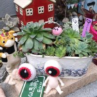 オベサ,コケサンゴ,名無しのセンペルビウム,ブースカ,繋がりに感謝✨の画像