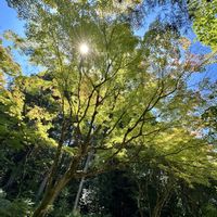 サツキ,ボケの実,アオモミジ,アオモミジ,❥植物❥空模様❥コラボ❥の画像
