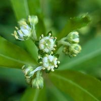 タコノアシ,ヤブラン,タコノアシの実,タコノアシ（蛸の足）,タコノアシの花の画像
