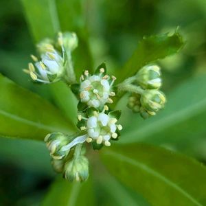 タコノアシ,ヤブラン,タコノアシの実,タコノアシ（蛸の足）,タコノアシの花の画像