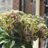 ハイドランジア,紫陽花,月虹,アジサイ科,アジサイ属の画像