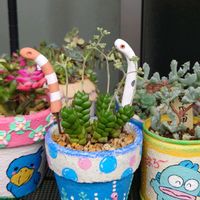 セダム,花のある暮らし,ベランダの画像