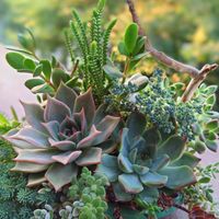 紅彩閣,ビューティーリリー,多肉植物,育てやすい多肉植物,ユーフォルビアの画像