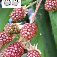 ブラックベリー,プランター栽培,木ノ実,あっ木曜日,ブラックベリーの栽培の画像