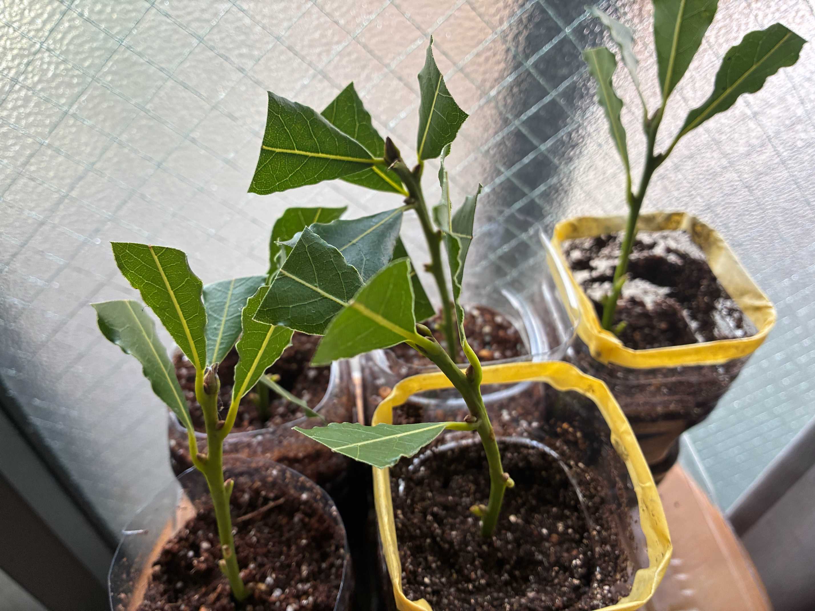 【中古】 春の葉っぱ 月桂樹①｜🍀GreenSnap（グリーンスナップ）