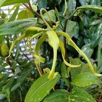 イランイラン,イランイランの花,木曜日は木の画像