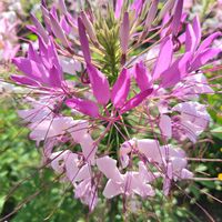 クレオメ,ミニトマト,乙女心,ガーデニング,ピンクの花の画像