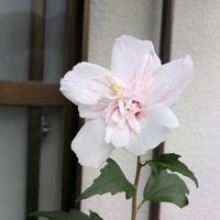 ソテツ,シュロ,カイズカイブキ,マルツゲ,松の画像