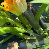 ズッキーニ,花が好き,無農薬❤家庭菜園,野菜が好きの画像