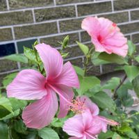 ハイビスカス,乙女心,ジニア（百日草）,緑のある暮らし,お花のある暮らしの画像