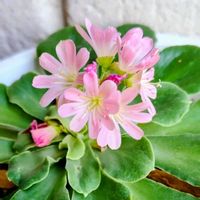 レウィシア,綺麗〜❤️,玄関前,可愛い❤の画像