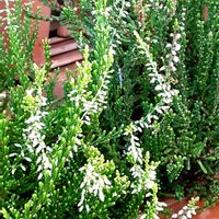 カルーナ,鉢植え,南向きの軒下の画像