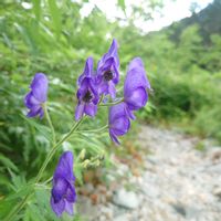 オダマキ,チングルマ,トリカブト,ナナカマド,シモツケ の画像