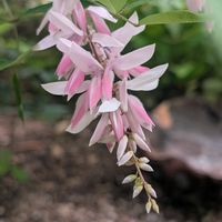 ニワフジ,ネジバナ,フクシア,今日のお花,お出かけ先の画像