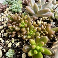虹の玉,秋麗,多肉葉挿し,多肉植物,葉挿しの画像